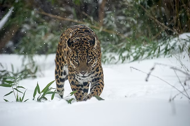 Alan Rabinowitz and Jaguar Corridors