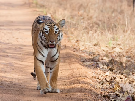 The Future of Tiger Conservation