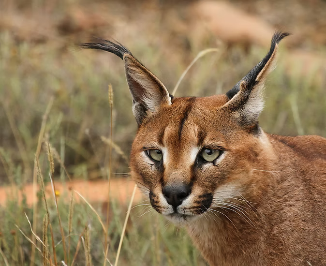 Caracal